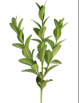 Зелень: Самшит