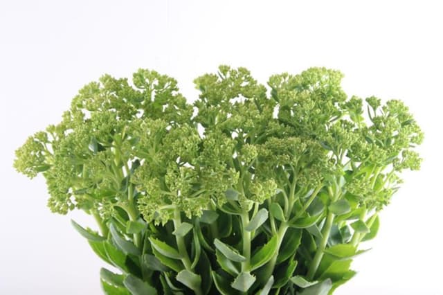 Зелень: Седум местный приход Зелень: Седум местный приход