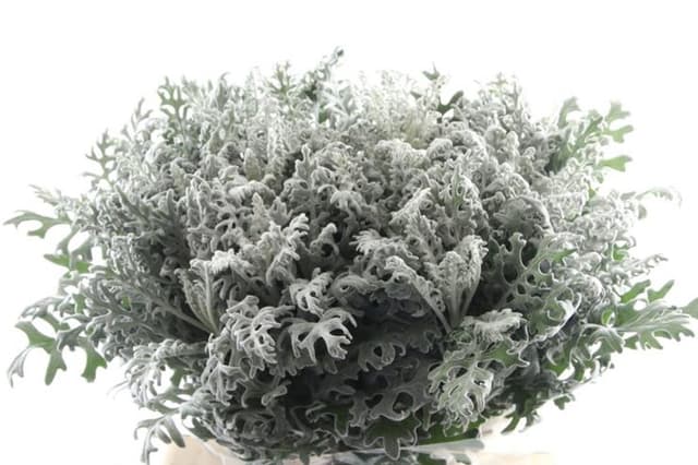 Зелень: Сенецио Зелень: Сенецио