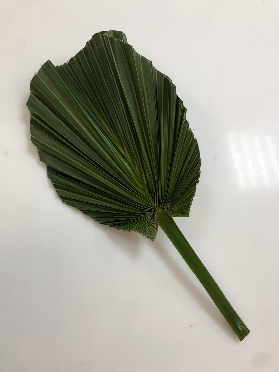 Зелень: Вашингтония большая