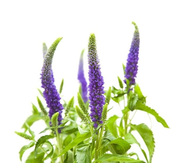 Зелень: Вероника Зелень: Вероника